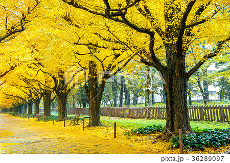 Row of yellow ginkgo tree in autumn. Row of yellow ginkgo tree in autumn. 36289097