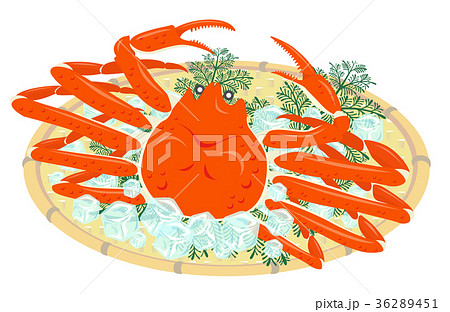 ズワイガニ 白背景 ズワイガニ 白背景 36289451