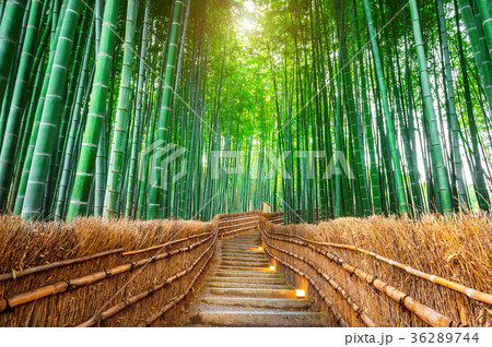 Bamboo Forest in Kyoto, Japan. 36289744