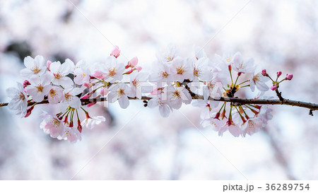 Cherry blossom or sakura in spring. Cherry blossom or sakura in spring. 36289754
