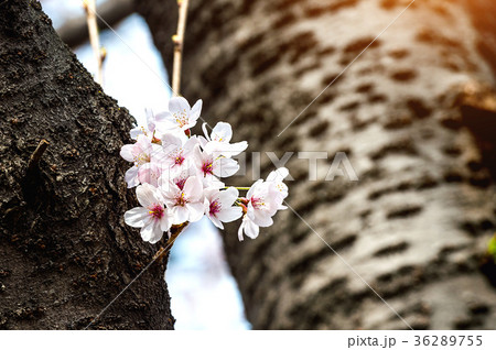 Cherry blossom or sakura in spring. Cherry blossom or sakura in spring. 36289755