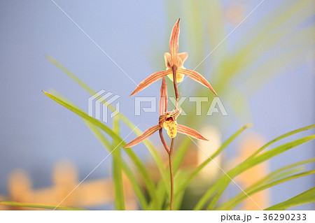 寒蘭の花 寒蘭の花 36290233