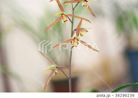寒蘭の花 寒蘭の花 36290236