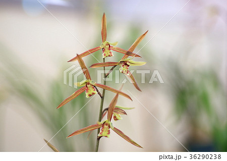 寒蘭の花 寒蘭の花 36290238