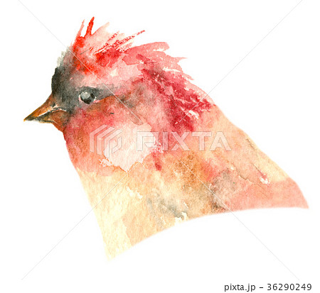 Watercolor tropic bird Watercolor tropic bird 36290249