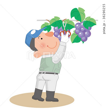 葡萄を収穫する 農家の男性 のイラスト素材