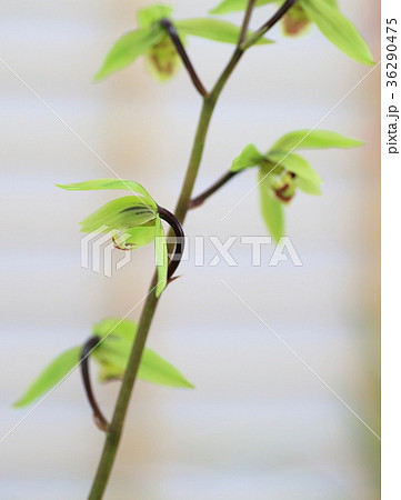 寒蘭の花 寒蘭の花 36290475