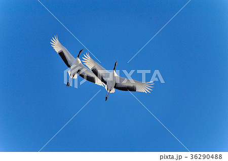 晴天飛翔 晴天飛翔 36290488