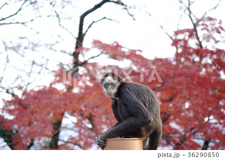 桐生が岡動物園のクモザル 36290850