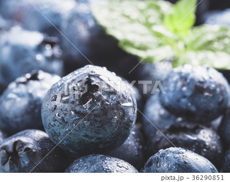Extreme close up Blueberries Extreme close up Blueberries 36290851