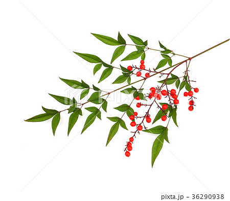 南天 南天 36290938