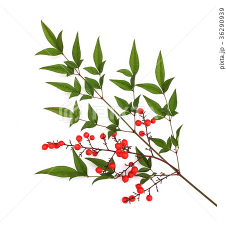 南天 南天 36290939