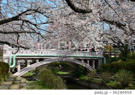 元荒川の桜 36290959