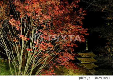 東寺　紅葉と五重塔　ライトアップ 36291091