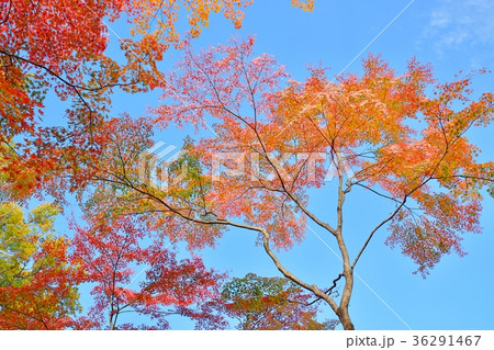 紅葉の秋 36291467