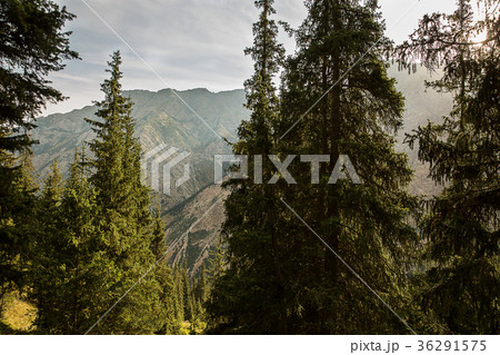 Kyrgyzstan. Gorge Barskoon. 36291575