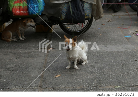 ベトナムの野良犬 36291673