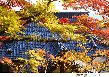 京都　秋の善峯寺 36291822