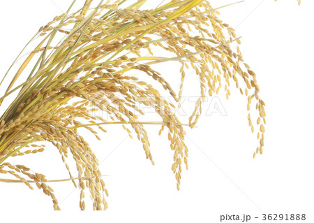 白背景の稲穂 36291888