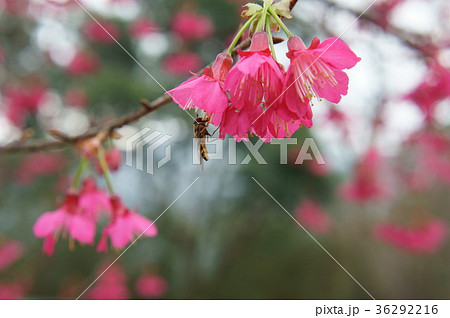 花 フラワー お花 36292216