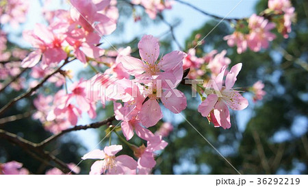花 フラワー お花 36292219