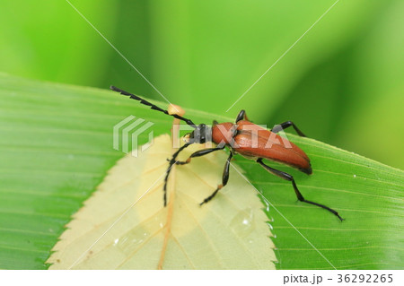 アカハナカミキリ 36292265