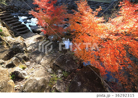 冠嶽神社近くの紅葉 36292315