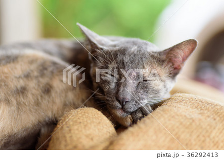 Portrait of sleeping cat, cute animal and pet Portrait of sleeping cat, cute animal and pet 36292413