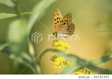 ウラギンスジヒョウモン ウラギンスジヒョウモン 36292495