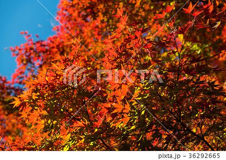 紅葉 36292665