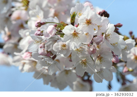 桜クローズアップ 36293032