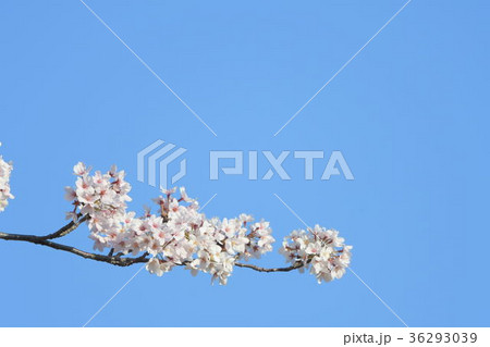 桜クローズアップ 36293039