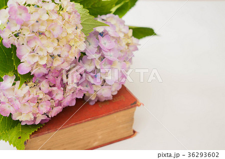 あじさいと洋書 36293602