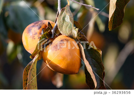 樹上の柿の実 36293656