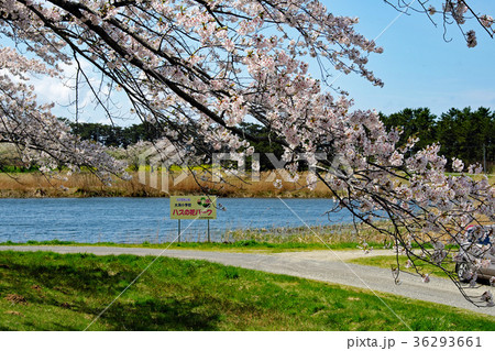 春の大潟村 南の池公園の桜 春の大潟村 南の池公園の桜 36293661