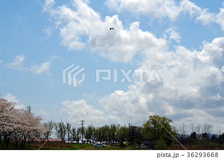 春の大潟村 南の池公園の桜 春の大潟村 南の池公園の桜 36293668