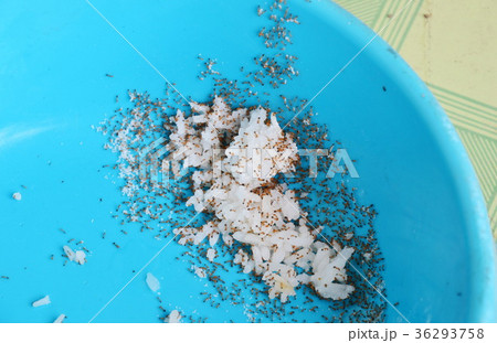 red ants feeding and carry rice to nest on bowl 36293758