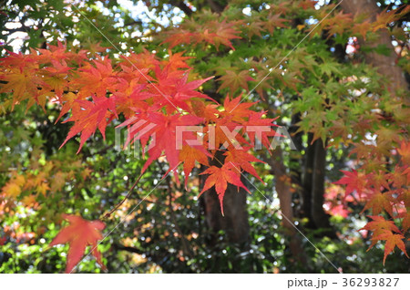 猿橋の紅葉 36293827