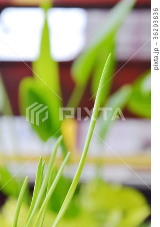 spring onion grow up in park spring onion grow up in park 36293836