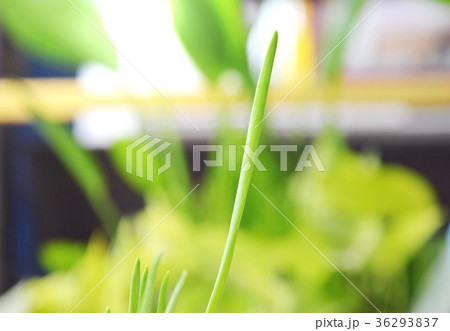 spring onion grow up in park spring onion grow up in park 36293837