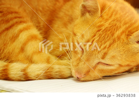 ginger kitten sleeping on book ginger kitten sleeping on book 36293838