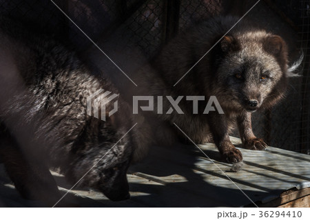Black fox in the cage Black fox in the cage 36294410