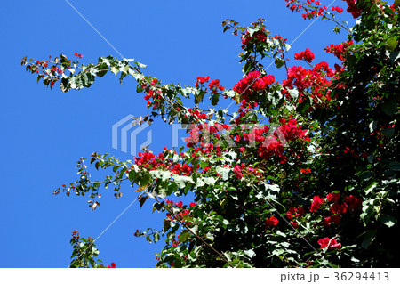 サンミゲル・デ・アジェンデ(メキシコ） 36294413