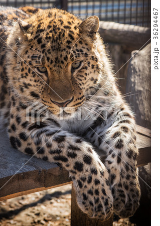Portrait of the leopard Portrait of the leopard 36294467