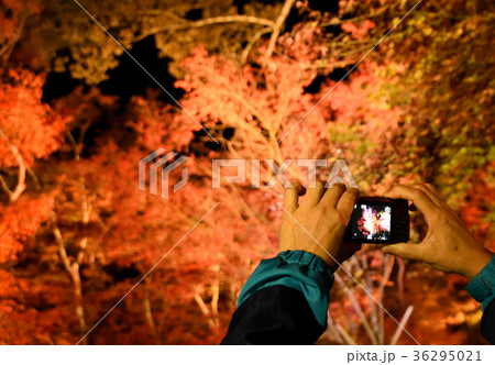 夜の紅葉をデジカメで写真撮影 夜の紅葉をデジカメで写真撮影 36295021