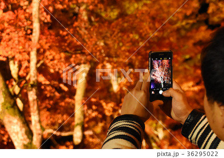 夜の紅葉をスマートフォンで写真撮影 夜の紅葉をスマートフォンで写真撮影 36295022