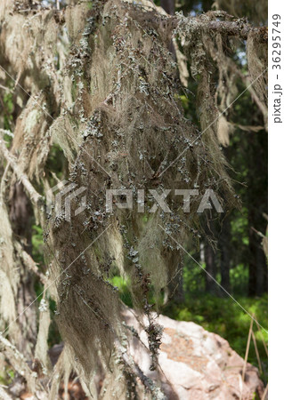 Beard moss hanging in spruce twig Beard moss hanging in spruce twig 36295749