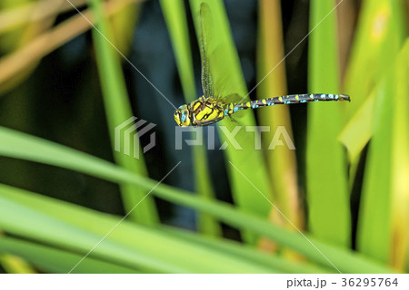 The emperor dragonfly during a flight 36295764