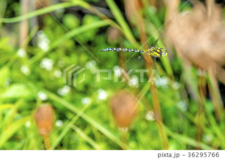 The emperor dragonfly during a flight The emperor dragonfly during a flight 36295766