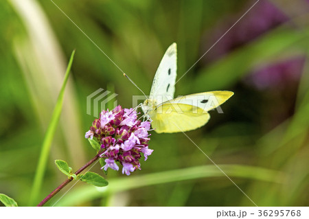 cabbage butterfly on flower of wild oregano cabbage butterfly on flower of wild oregano 36295768